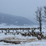 National Elk Refuge near Jackson, Wyoming