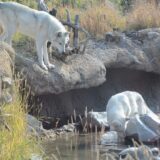 White wolves in Wyoming