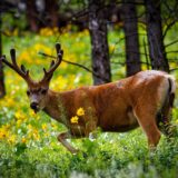 Yellowstone National Park, Wyoming